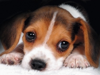 Beagle